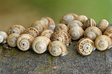 Xbox云游戏即将支持鼠标和键盘